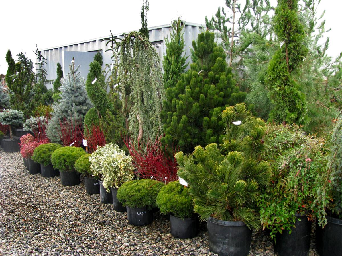 Pen in Hand Veteran plant man James Burns returns to open new nursery