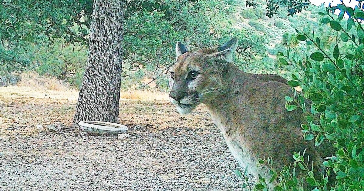 Natural Sightings: Not a cat to be trifled with | Lifestyle ...