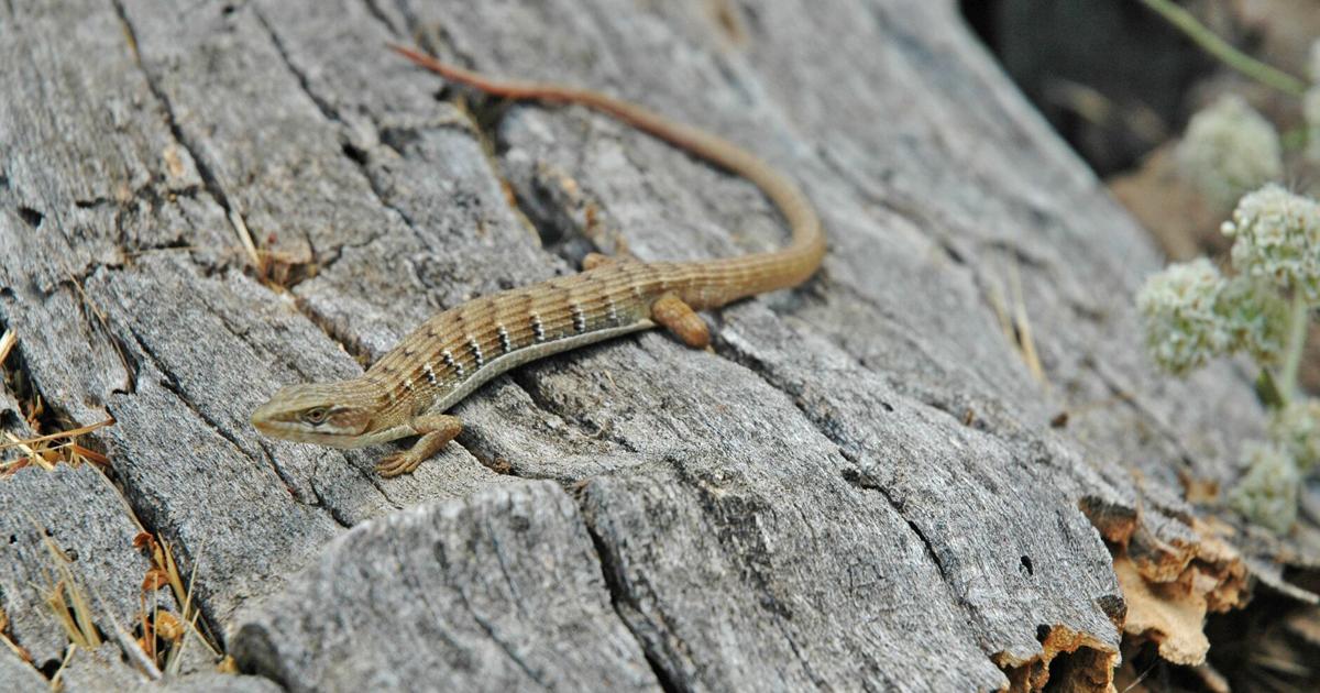 Natural Sightings: A quiet place to hang out | Lifestyle ...