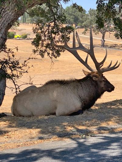 Natural Sightings #659 - Bull Elk.jpg