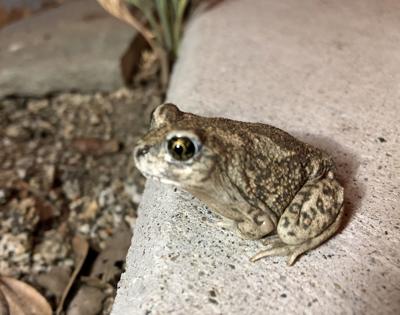 Natural Sightings: A seldom seen toad makes an appearance, Lifestyle