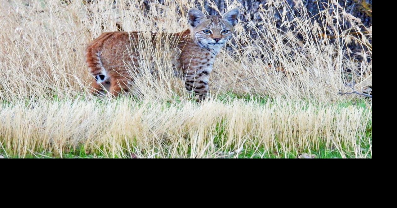 Natural Sightings: New to the world | Lifestyle | tehachapinews.com