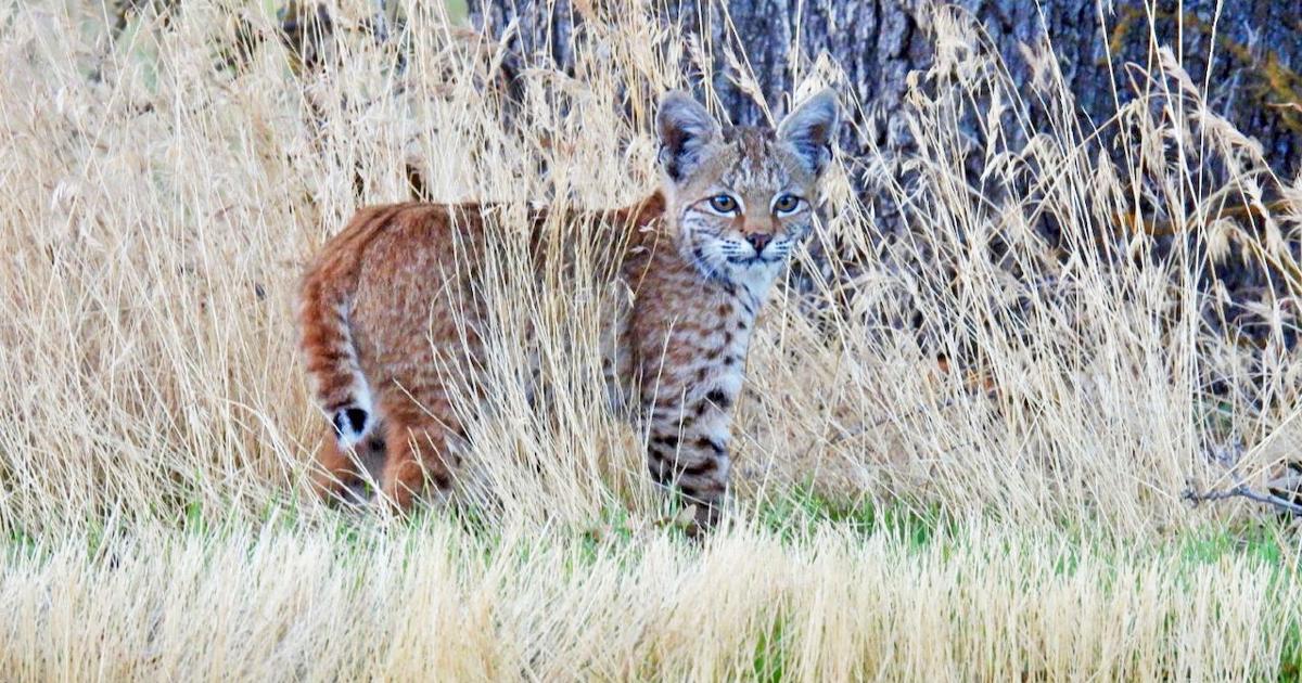 Natural Sightings: New to the world | Lifestyle | tehachapinews.com