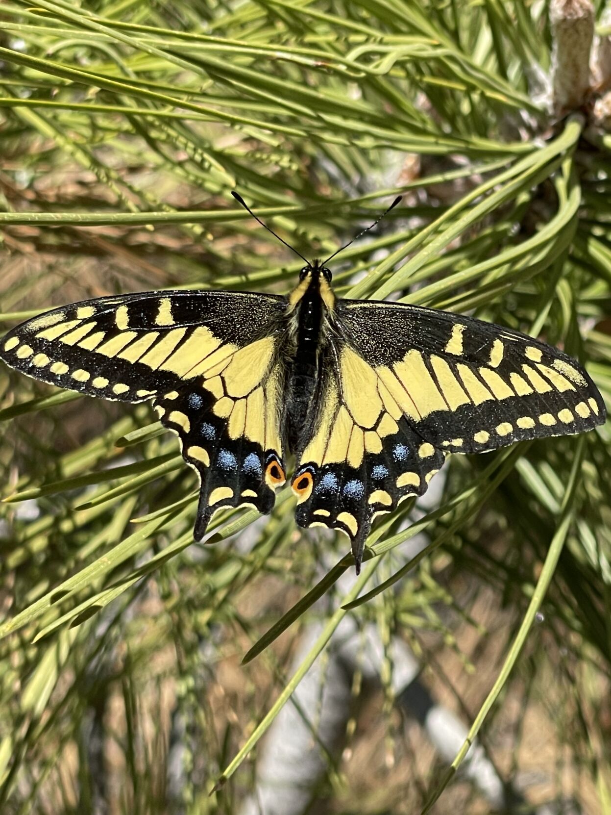 Natural Sightings: A beauty in the mountains | Lifestyle