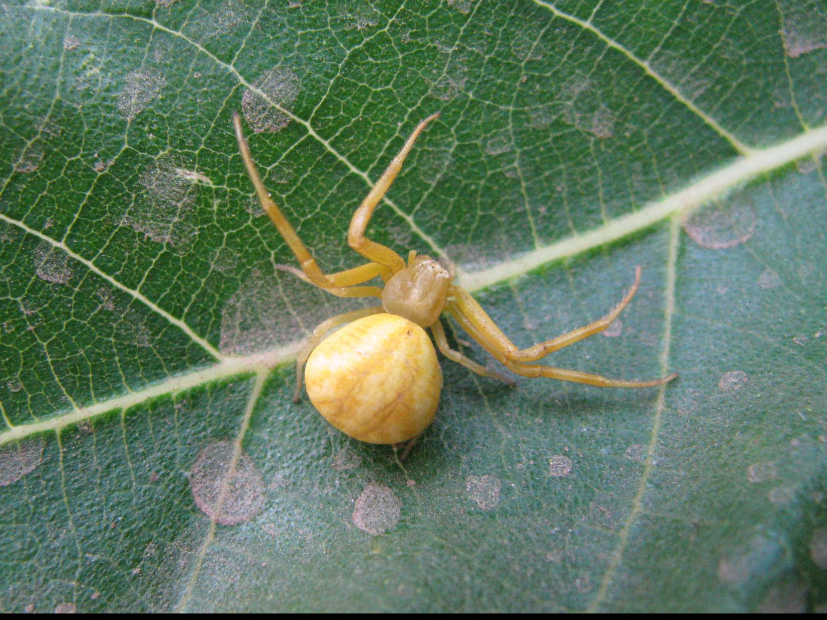 Pen in Hand: Crab spiders are harmless garden creatures that like flowers  as much as we do | Lifestyle 