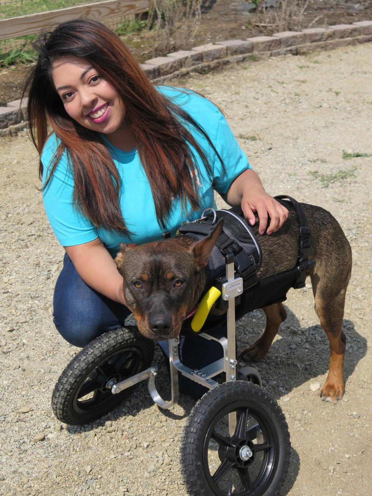 Marley's Mutts canine receives mobility cart donation after double