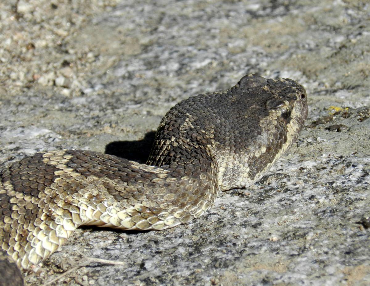 Natural Sightings: Be alert: rattlesnakes have emerged from hibernation