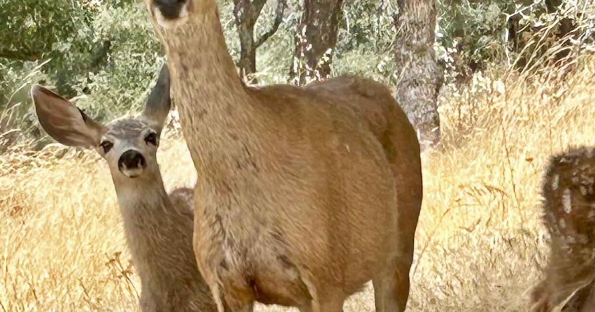 Natural Sightings: A doe, a dear, a female dear | Lifestyle ...