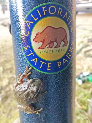 elfbar nachfüll pod läuft aus PEN IN HAND: Tehachapi Mountains: Wildlife is abundant in the summer |  Lifestyle
