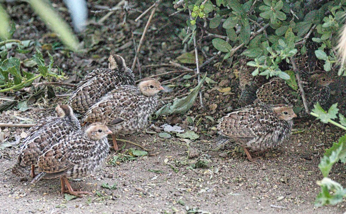 Pen In Hand Despite 2020 A Fairly Normal Year For Baby California Quail In The Tehachapi Mountains Lifestyle Tehachapinews Com