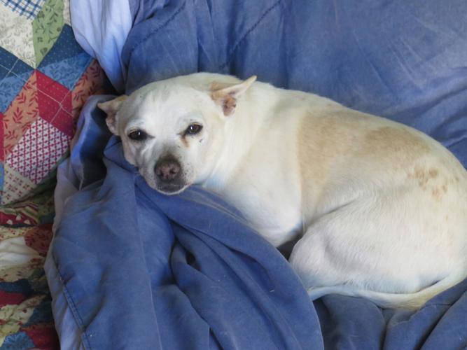 Marley's Mutts continues to grow its rescue operations Lifestyle