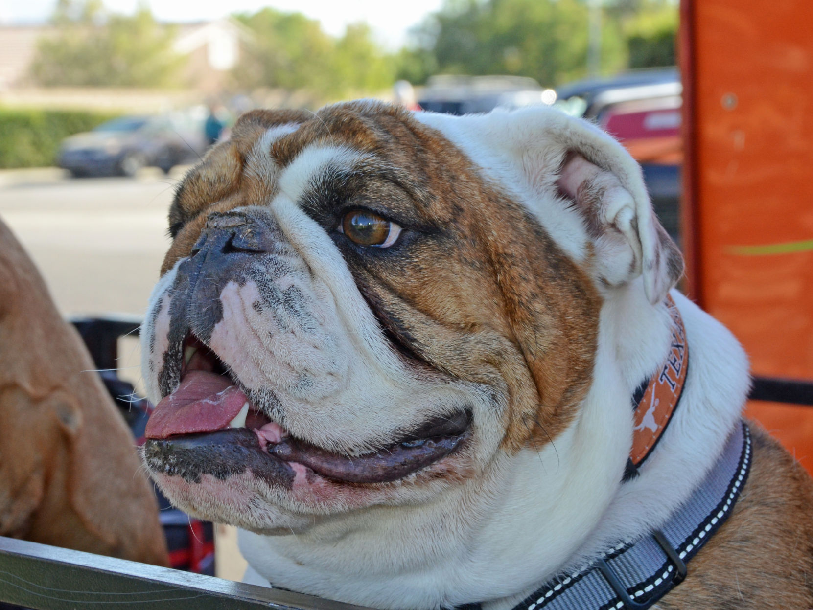 craigslist antelope valley pets