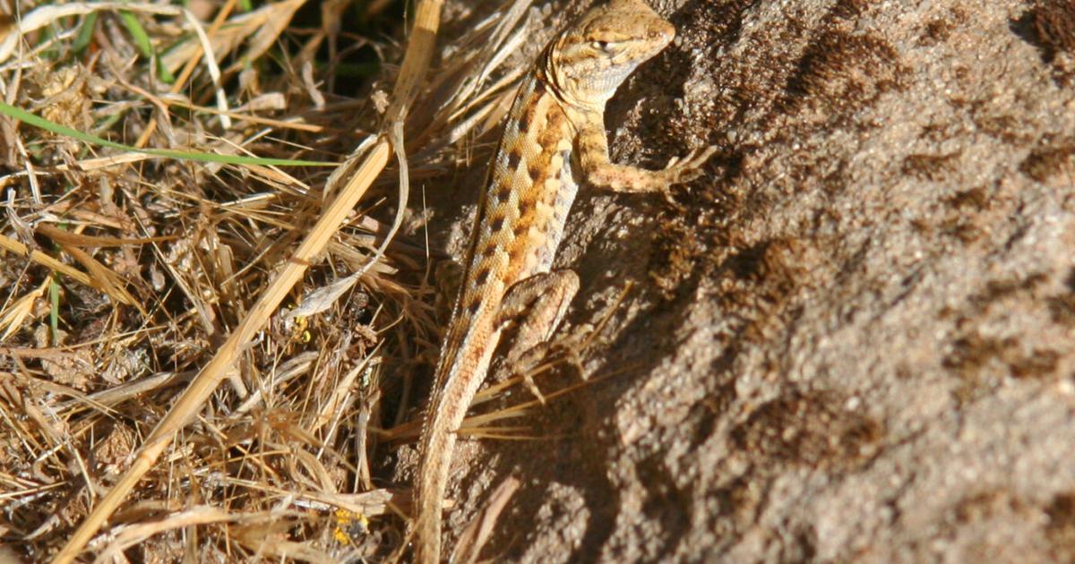 Natural Sightings: Small but successful lizard | Lifestyle ...