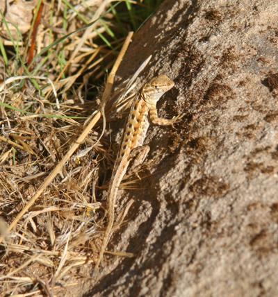 Natural Sightings #722 - Side-blotch Lizard.jpg