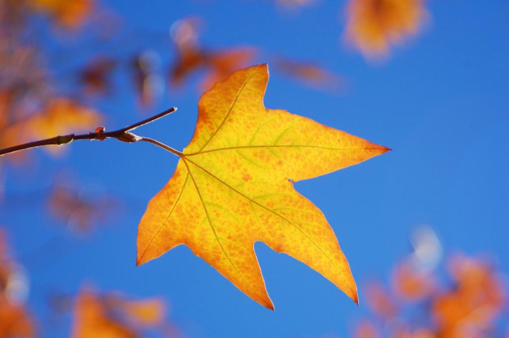 Pen In Hand California Sycamore The Jigsaw Puzzle Tree Lifestyle Tehachapinews Com
