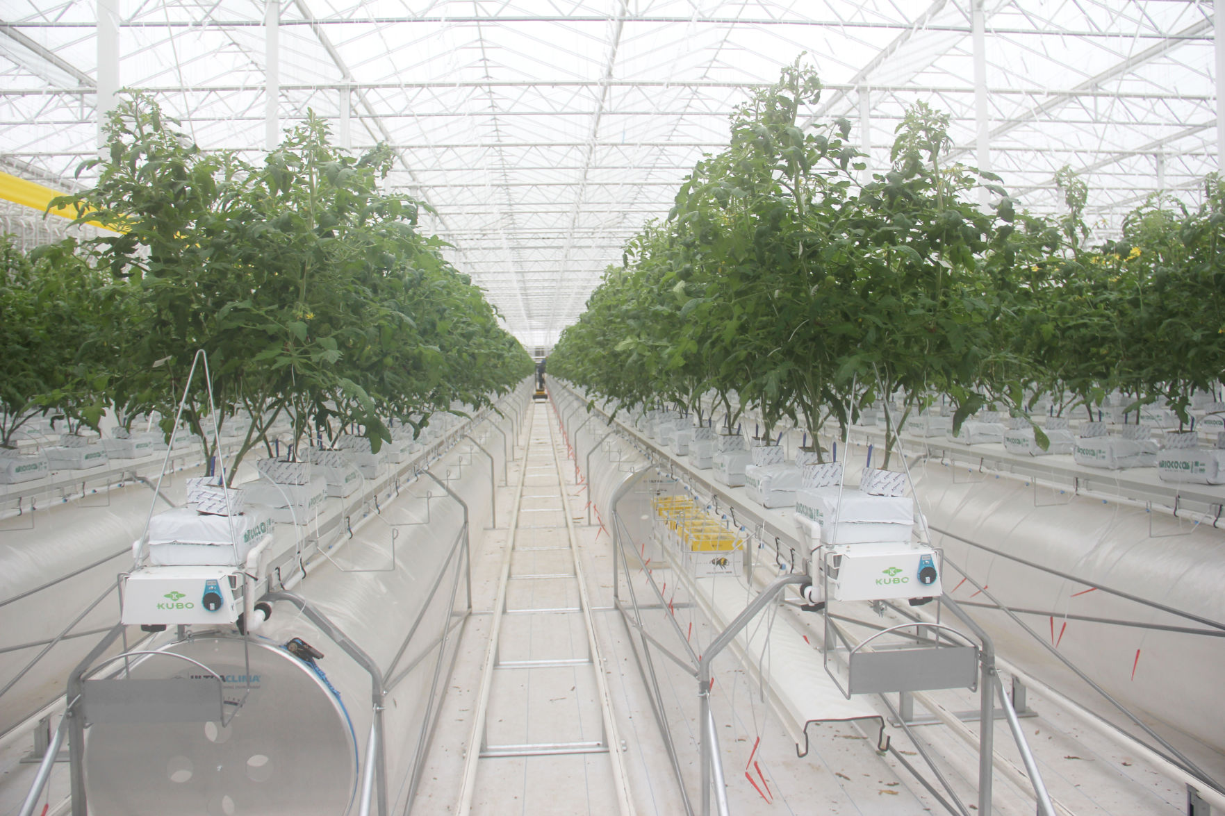 A new Millennium: More greenhouses open in Cummings Valley | News