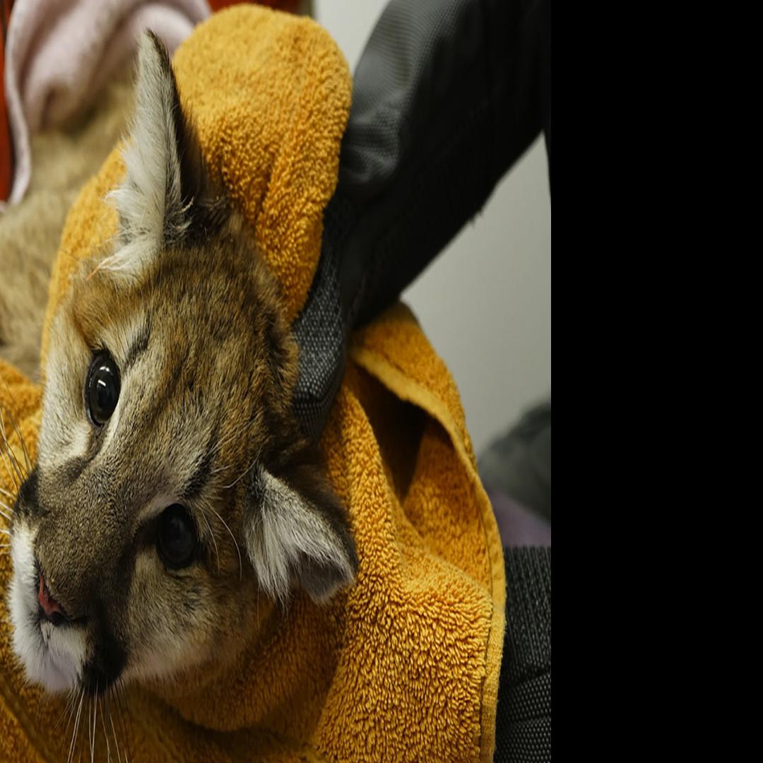 Young Mountain Lion Rescued In Kern River Valley Still Feisty At