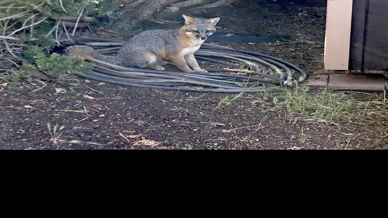 Pen In Hand Gray Foxes Litters Are Now Making An Appearance