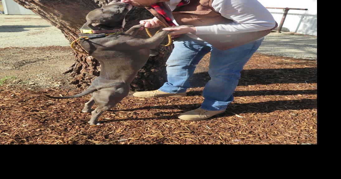 Marley's Mutts continues to grow its rescue operations Lifestyle