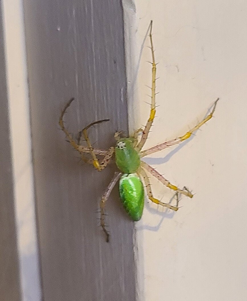 Natural Sightings: A spider cloaked in green | Lifestyle