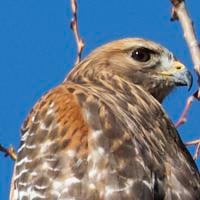 Beautiful Raptors Natural Sightings: Beautiful little raptors | Lifestyle | tehachapinews.com