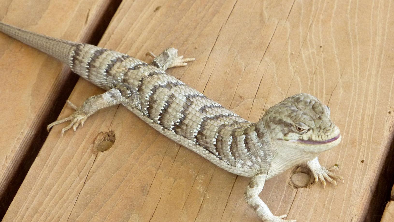 Download Natural Sightings One Solution To Tomato Worms In The Garden Lifestyle Tehachapinews Com For Android Free Get Wallpaper Natural Sightings One Solution To Tomato Worms In The Garden Lifestyle Tehachapinews Com Desktop Wallpaper Free