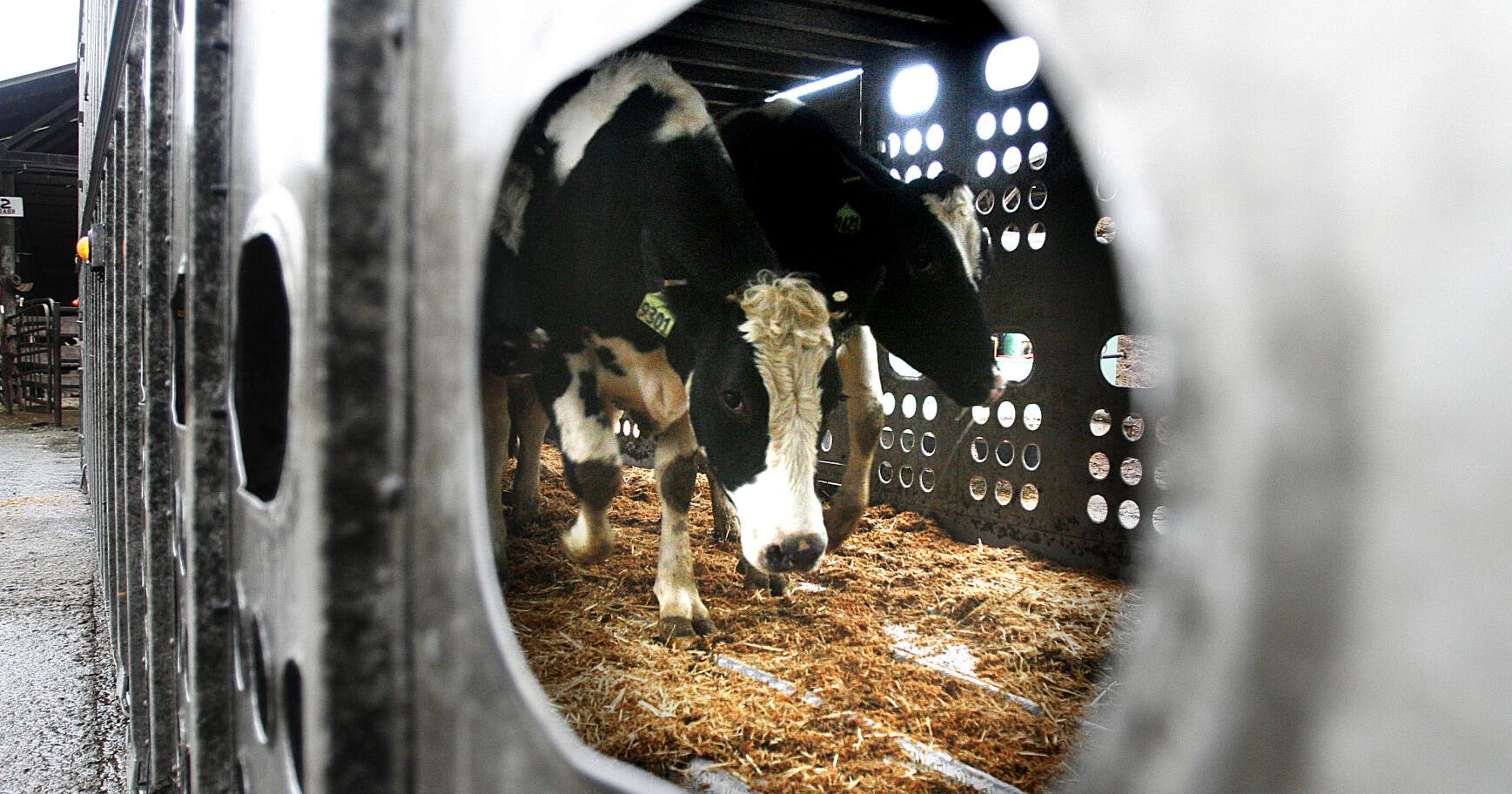 More cows are being tested and tracked for bird flu. Here's what that means - Vimarsana News