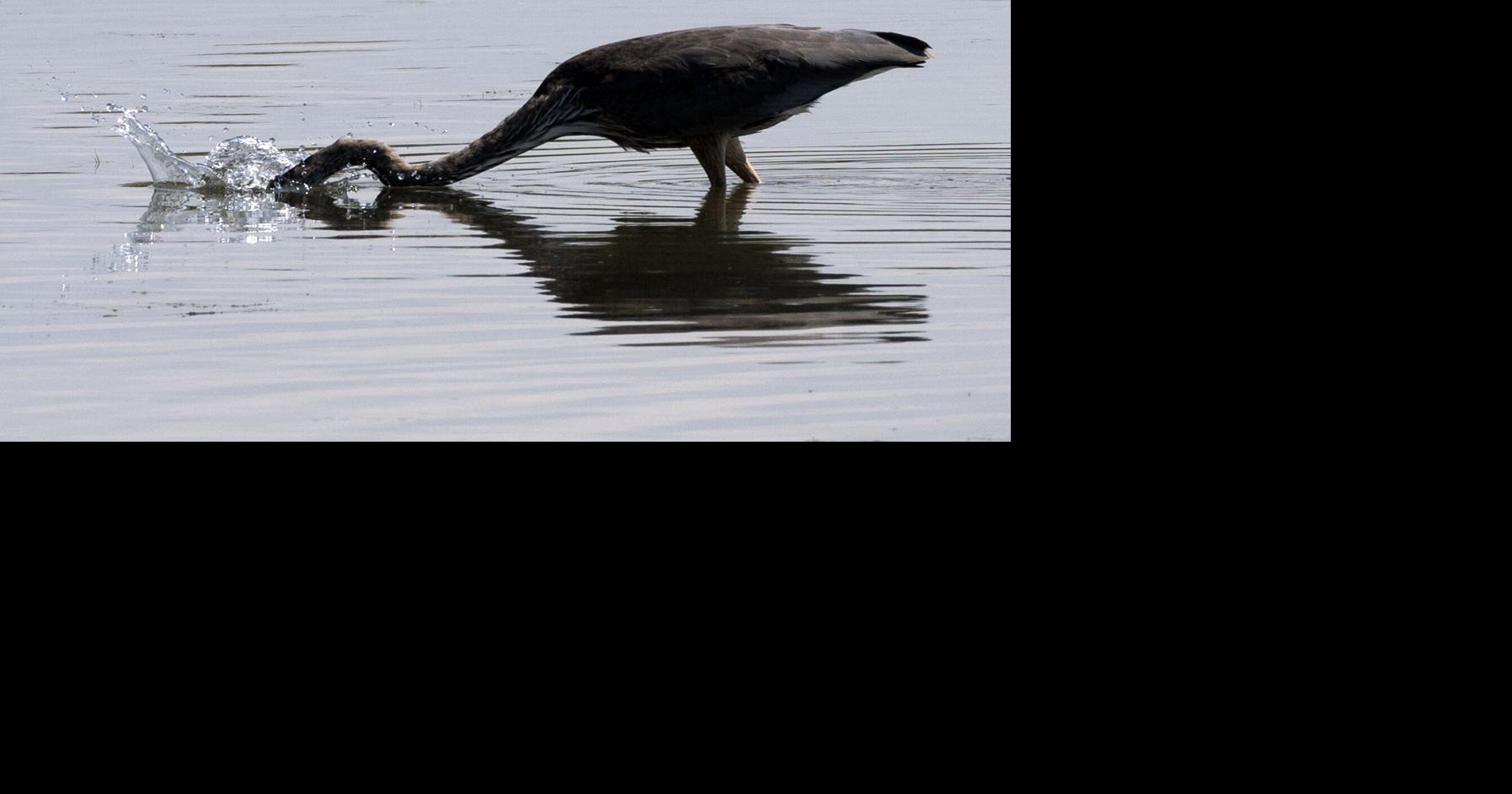 Hungry heron | Tri-state News