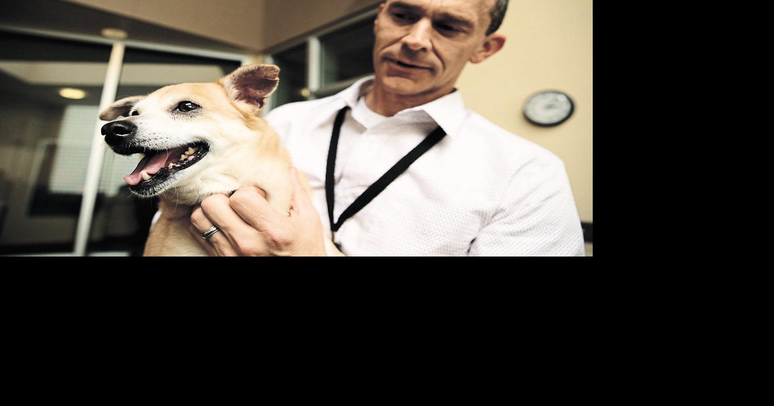 DNA tests help speed up dog adoptions Technology