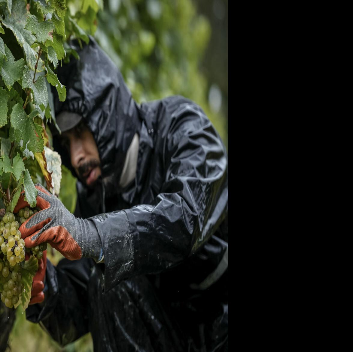 Rain Suit - Grape
