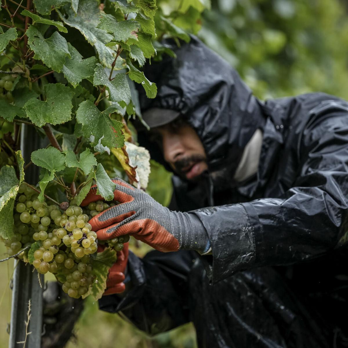 Rain Suit - Grape Rain Suit - Grape