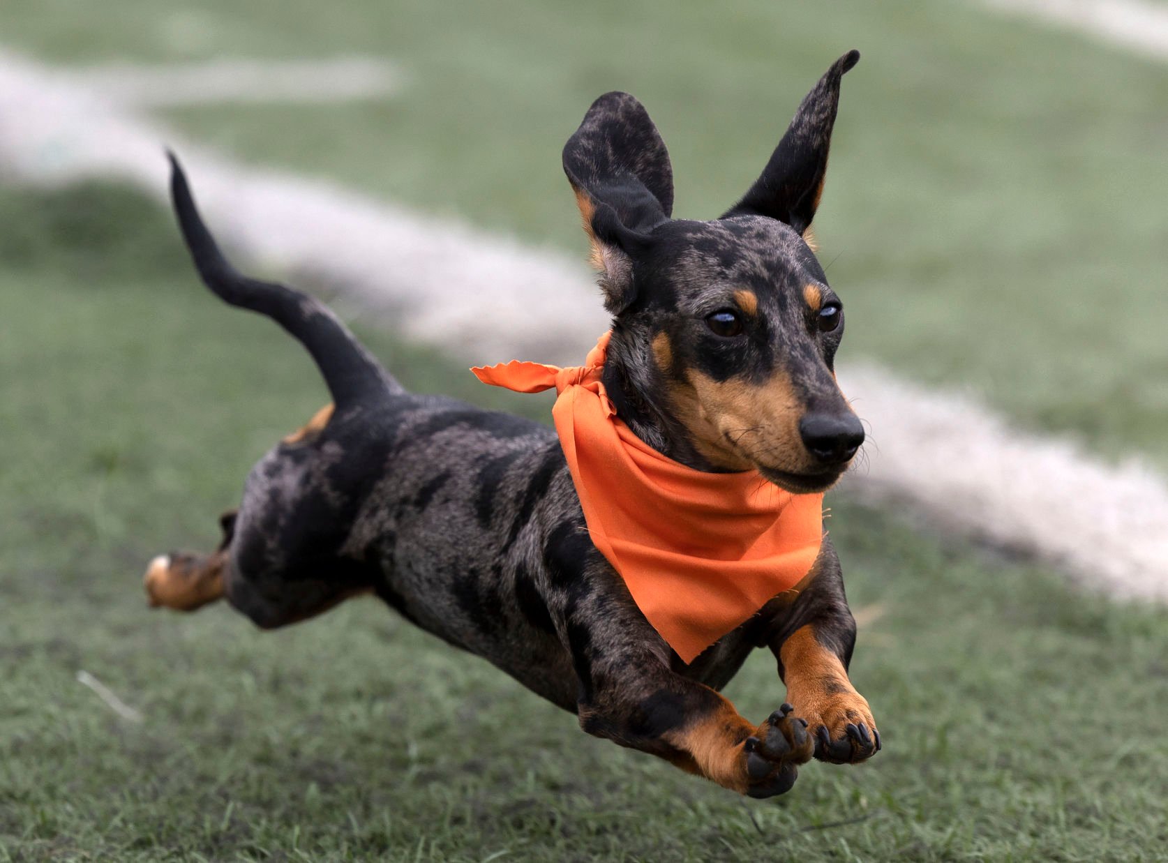 Weiner top dog running