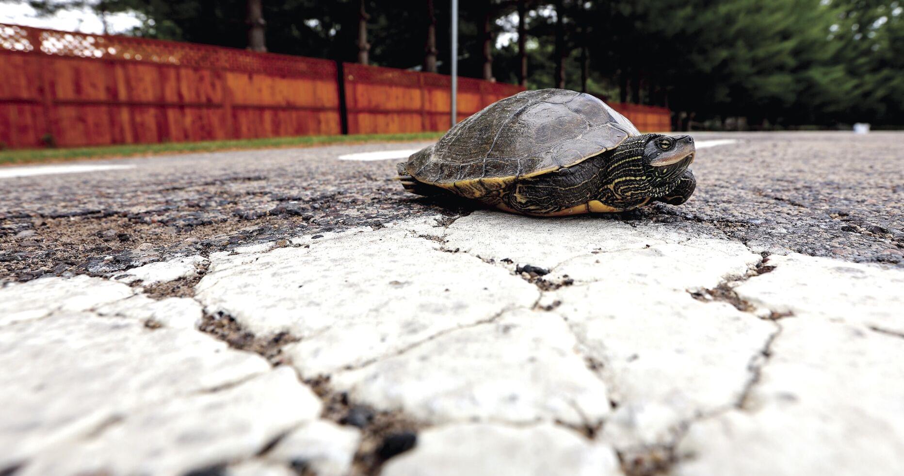 Fertile turtle - Vimarsana News