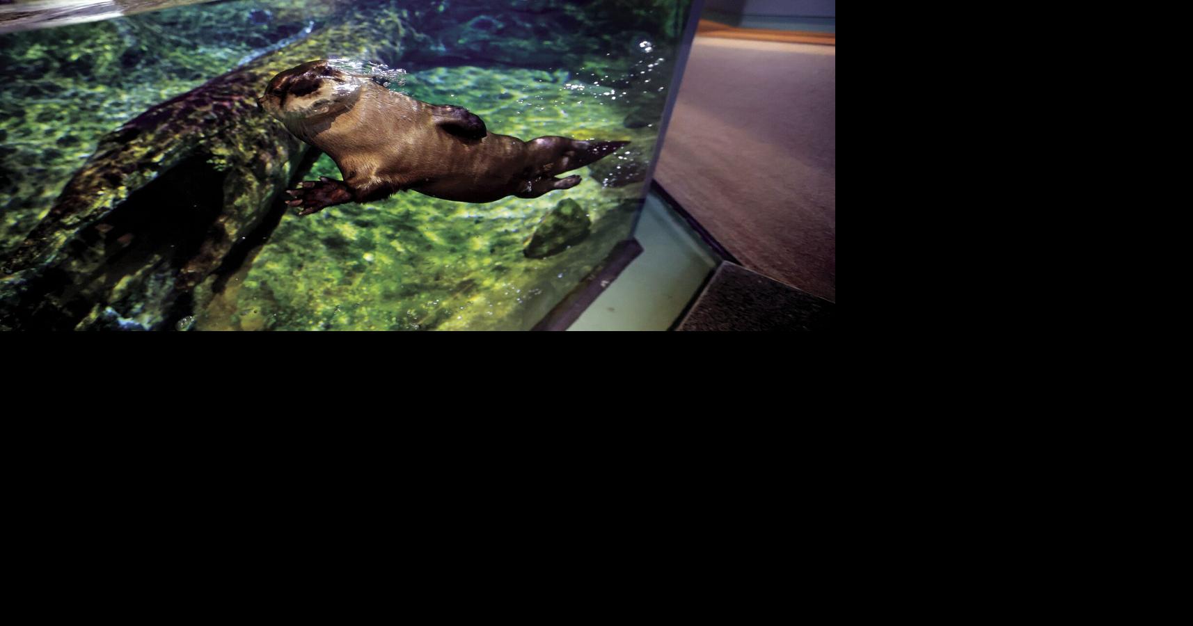 CORRECTED: Home improvement: Otters’ lives to change after summerlong Dubuque museum renovation | Tri-state News