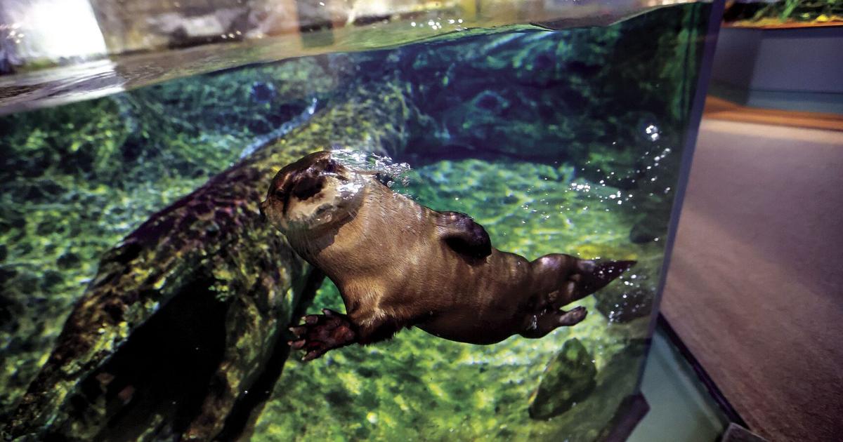 CORRECTED: Home improvement: Otters’ lives to change after summerlong Dubuque museum renovation | Tri-state News CORRECTED: Home improvement: Otters’ lives to change after summerlong Dubuque museum renovation | Tri-state News