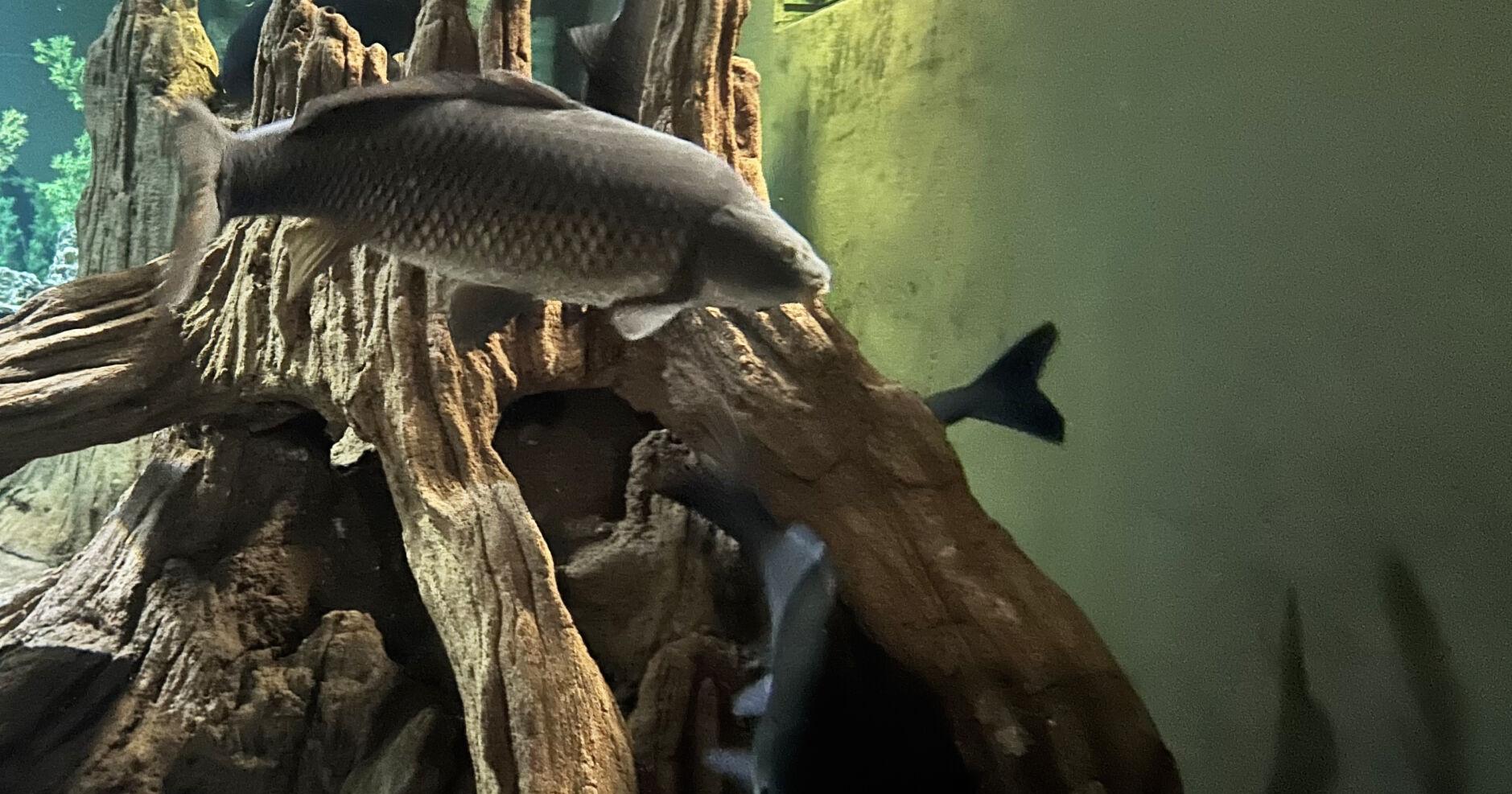 Museum creature: 'Impossible to eradicate' Invasive fish too common in native waters - Vimarsana News