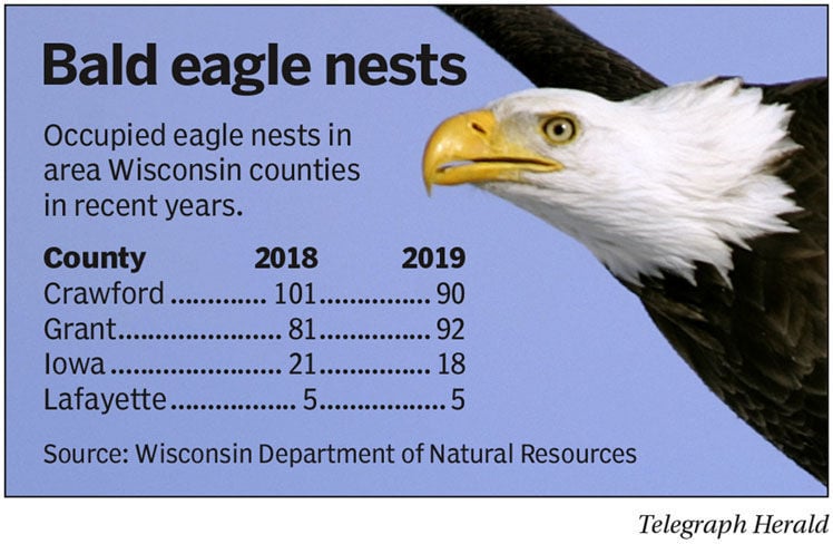 Bald Eagles in Texas are Making a Comeback: Where You Can See Them