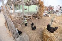 Are My Backyard Chickens Safe from Bird Flu: Essential Safety Tips