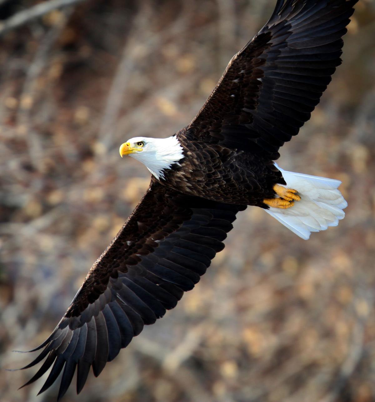 Bald eagle sightings soar in eastern Nebraska, western Iowa | Iowa ...