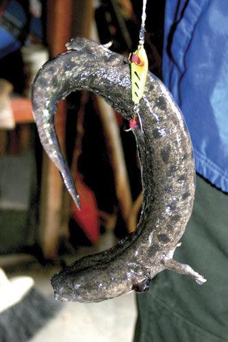 DNR: Rare mudpuppy salamanders a key part of Mississippi River