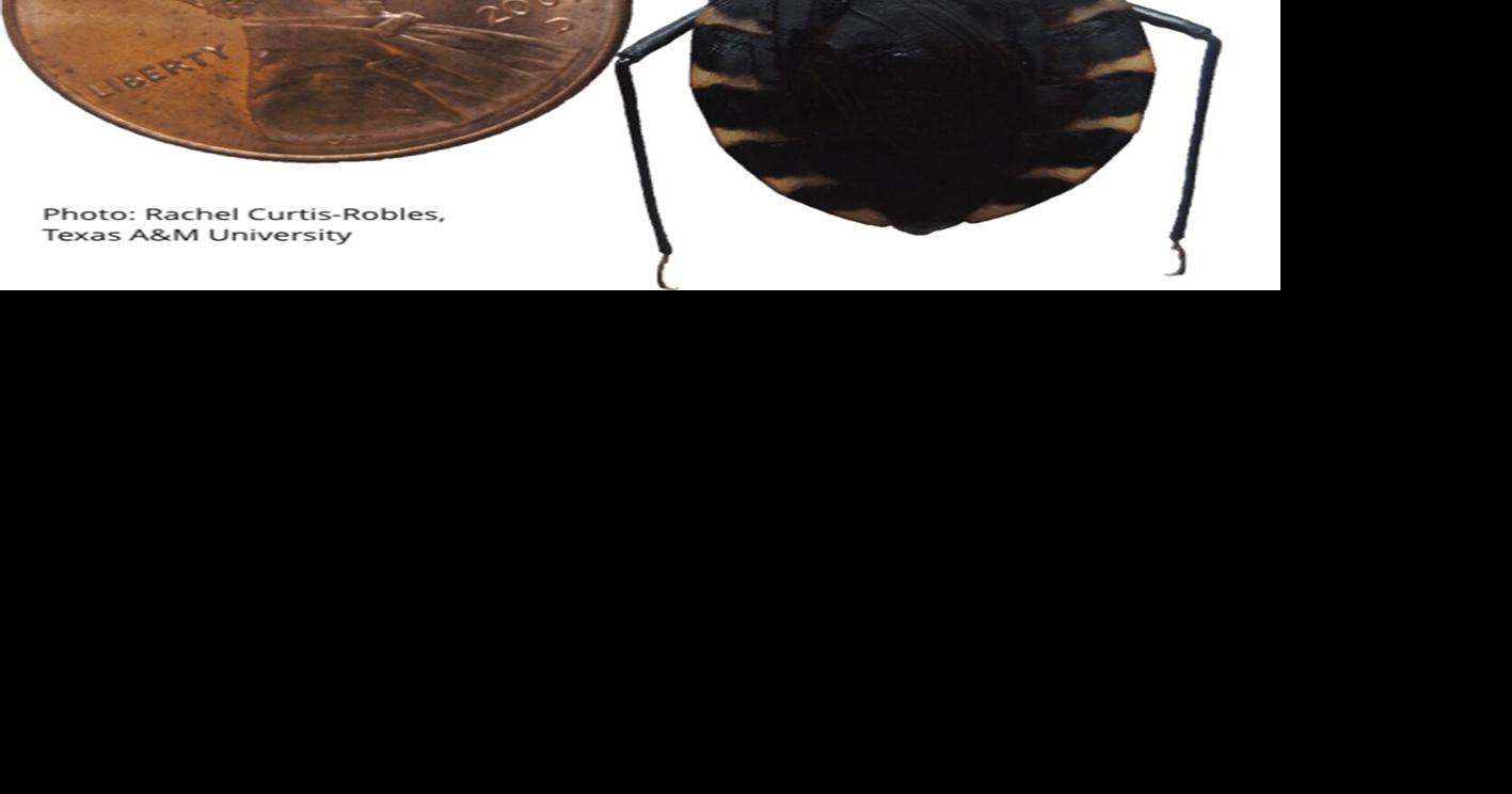 US-NEWS-MED-INSECTS-DISEASE-2-MCT | Upload Photos | telegraphherald.com