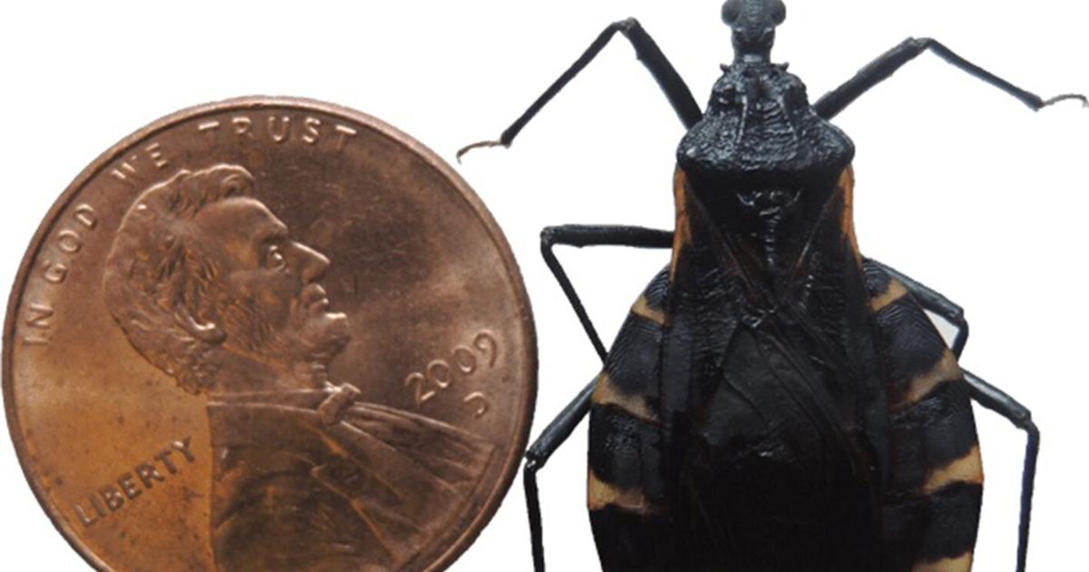 US-NEWS-MED-INSECTS-DISEASE-2-MCT | Upload Photos | telegraphherald.com