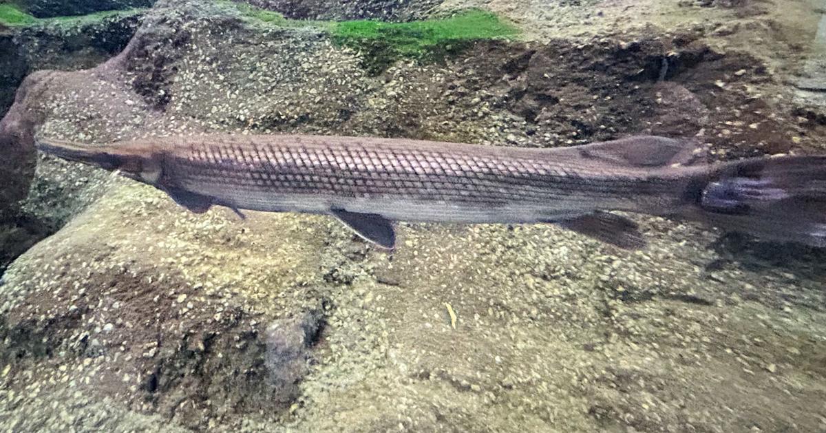 Primitive Fish Size Museum creature feature: Primitive fish often mistaken for relatives ...