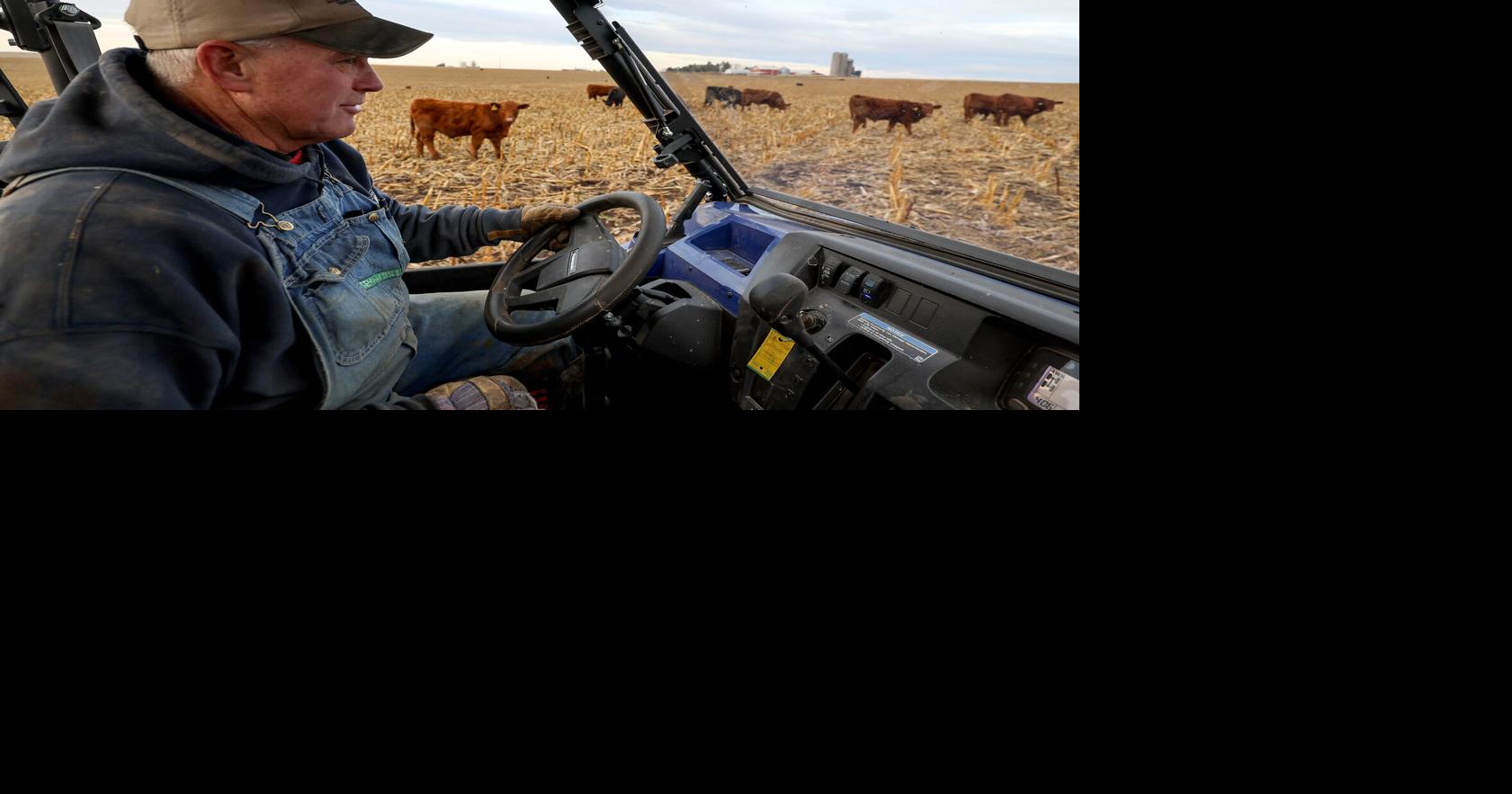 Area livestock farmers wary of future despite strong 2025 season | Tri ...