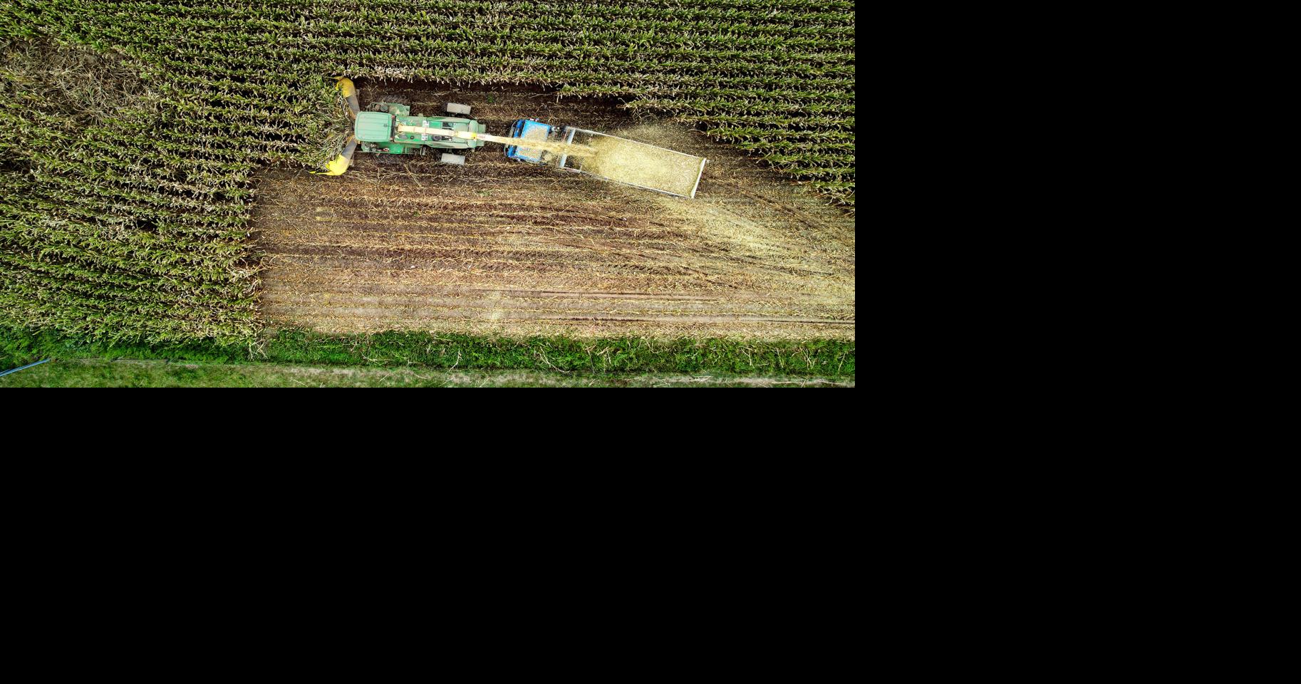 Area farmers cautiously optimistic as harvest approaches | Tri-state ...