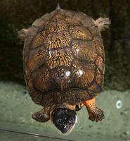 Museum creature feature: Wood turtle shies away, except for strawberries