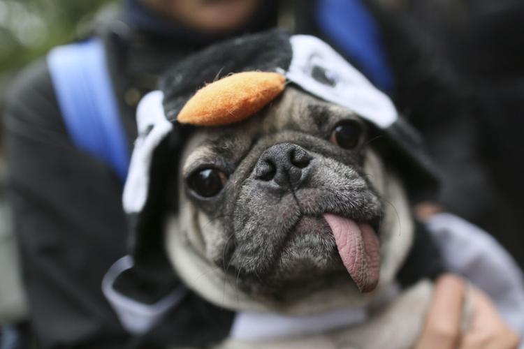 New York park goes to the dogs for 25th Halloween dog parade National