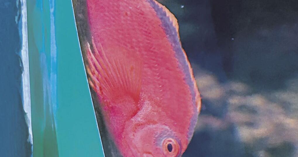 Museum creature feature: Bright-red fish sits as often as it swims ...