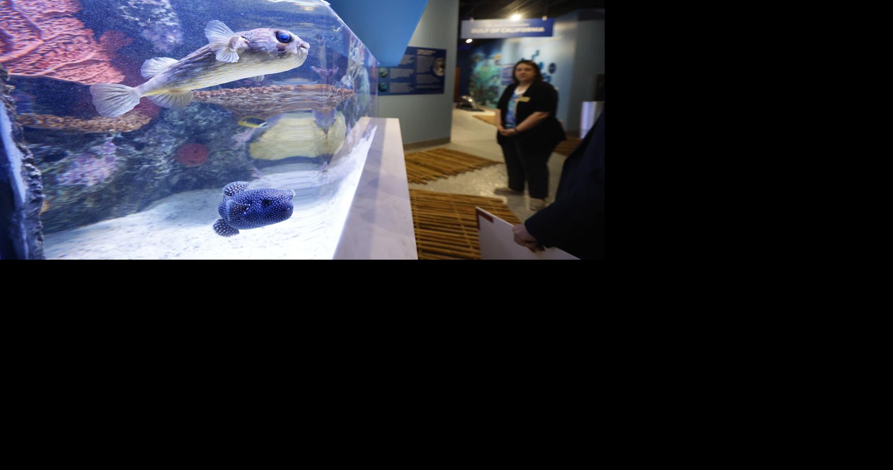 Dubuque museum exhibit to open with 12 new aquariums, potential for octopus interaction Tri