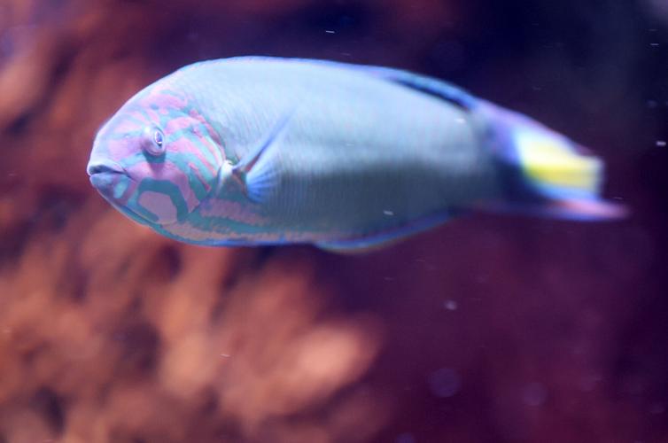 Bullu Fish Museum creature: Brightly colored 'intense' fish is 'bully in the tank ...